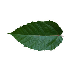 Realistic Green Leaf Isolated on Transparent Background