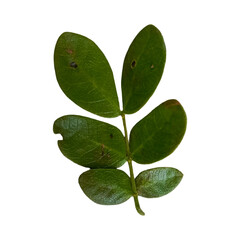 Green Leaves Transparent Background