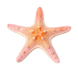 Close-up of a pink starfish with knobby texture and five arms