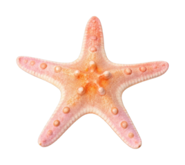 Close-up of a pink starfish with knobby texture and five arms