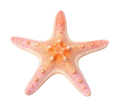 Close-up of a pink starfish with knobby texture and five arms