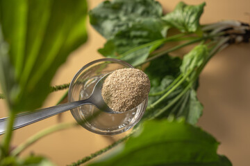 Psyllium fiber sourced from plantago seeds enhances health with soluble benefits for a KETO lifestyle