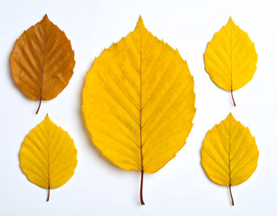 Arrangement of Beech Tree Leaves in Various Fall Colors on White Background