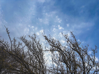 Looking Up Through Bare Branches at a Blue Sky with Wispy White Clouds