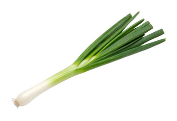 Fresh scallion with long green stems