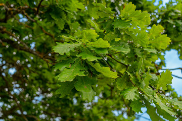 Close-up of vibrant green oak leaves on branches against a bright sky. Fresh foliage symbolizing nature's beauty and summer growth