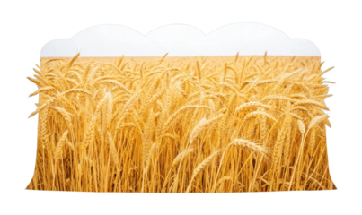 Golden wheat field with lush stalks in abundance