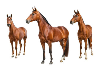 Naklejka premium Three majestic horses standing together in a powerful pose