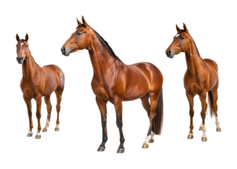 Three majestic horses standing together in a powerful pose