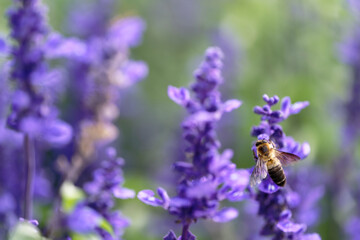 A bee sucking nectar from a lavender field