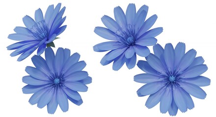 Fototapeta premium Four light blue flowers on white background