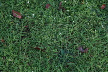 Green Grass with Tiny White Flowers in Natural Outdoor Setting