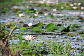 Pink colour water lilies in the pond near Chennai India 