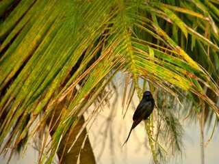 A striking image of a glossy black drongo standing on a slender palm frond, framed by lush green...