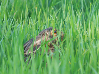 The European hare rabbit hiding in the grass, Lepus europaeus
