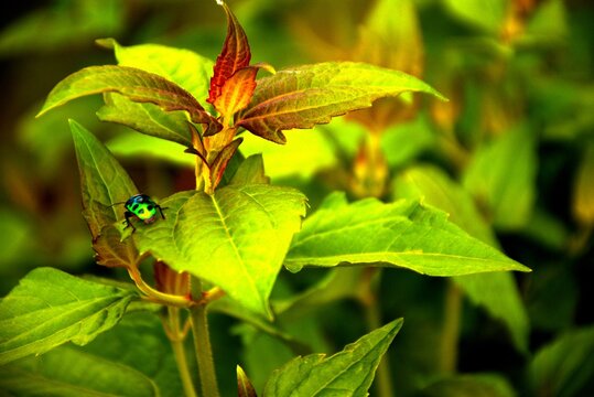green jewel bug, metallic bug, Scutelleridae, Chrysocoris, macro insect photography, insect on leaf, leaf insect, iridescent exoskeleton, nature macro, bug close-up, entomology, wildlife photography, 