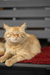 Orange cat resting peacefully on a cozy red rug in a warm indoor space during a sunny afternoon