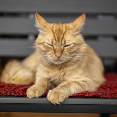 Golden feline resting peacefully on a cozy red mat while basking in warm indoor light