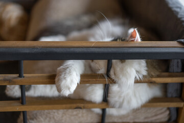 Fluffy cat relaxing at home with paws resting on wooden bars in a cozy environment