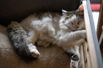 Cozy feline resting peacefully on a soft cushion in a warm living room during a quiet afternoon