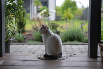 Curious feline observes the blooming garden from a cozy porch on a serene afternoon
