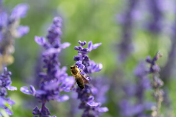 Honey bee on lavender flowers in the garden