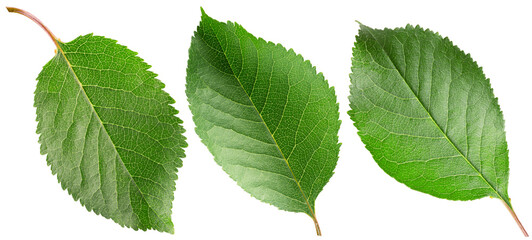 collection of cherry green leaves isolated on white background