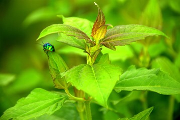 green jewel bug, metallic bug, Scutelleridae, Chrysocoris, macro insect photography, insect on...