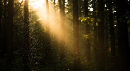 Fototapeta premium Golden Hour Sunlight Dust Motes in Dark Forest, Magical, Atmospheric Background