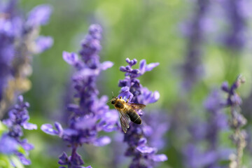 Honey bee on lavender flowers in the garden