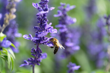 A bee sucking nectar from a lavender field