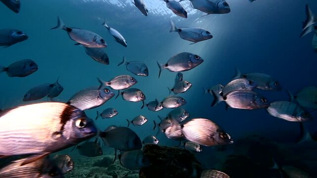 sea breams underwater scenery mediterranean relaxing fish scenery diplodus sargus