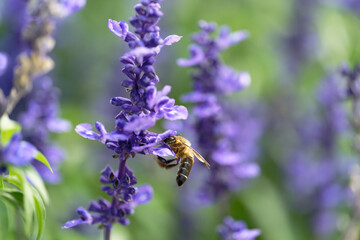 A bee sucking nectar from a lavender field