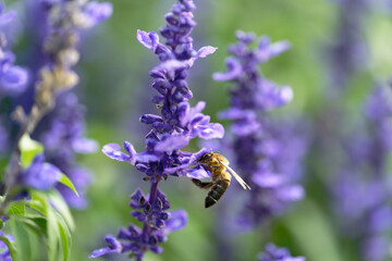 A bee sucking nectar from a lavender field
