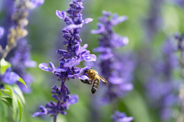 Honey bee on lavender flowers in the garden