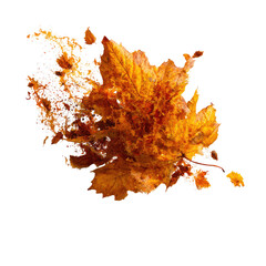 Fototapeta premium Vibrant autumn leaf (2)