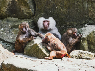 Close-up of hamadryas baboons resting on rocks