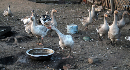 A flock of geese in a compartment. Pet farm