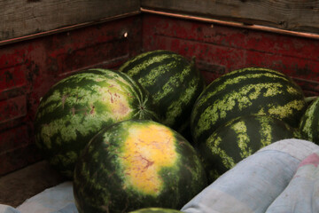 Juicy watermelons lie in a cart