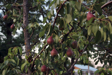 A fruit tree, a pear, with numerous fruits of red or reddish-green colour, hanging on the branches among the foliage.