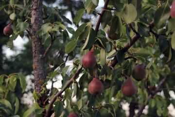 A juicy reddish pear hangs on a fruit tree