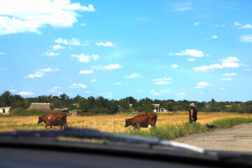 A view from a car window of a woman leading cows home. A dog is at her feet.