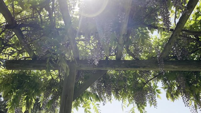 Wisteria Flowers Hanging from Wooden Pergola with Sunlight