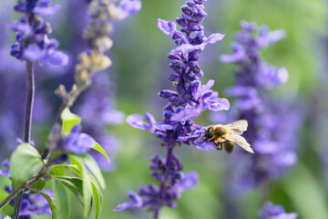 Honey bee on lavender flowers in the garden