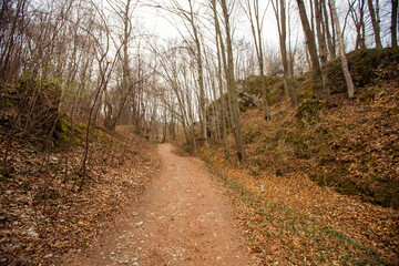 Road in a forest in Dolina Będkowska,  Jura Krakowsko-Częstochowska, Poland