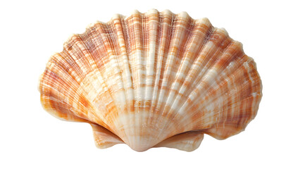 Obraz premium Sea shell isolated on white background with natural beach and ocean elements