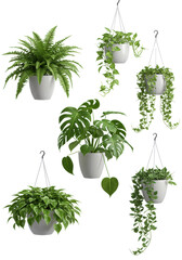 Fototapeta premium Five lush green hanging potted plants including Boston fern, Monstera Adansonii with fenestrations, trailing Pothos, and Peperomia, in minimalist white pots, isolated on a transparent background with