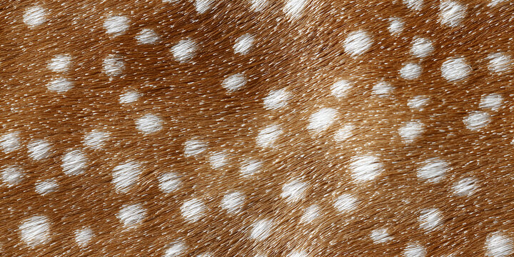 Detailed view of a fallow deer's coat featuring a brown pattern with white spots
