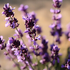 Obraz premium Detailed lavender flower closeup with dreamy tones for natural print 