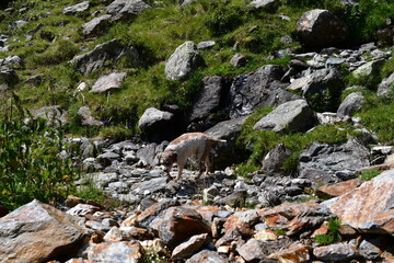 Ein Lagotto Romagnolo Hund wandert im Ultental in Südtirol 